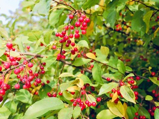 Red apples on a tree of the Siebold's crab (Malus toringo, syn. Malus sieboldii), Siebold's...