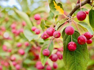Red apples on a tree of the Siebold's crab (Malus toringo, syn. Malus sieboldii), Siebold's crabapple or Toringo crabapple. A species of crabapple native to eastern Asia, China, Japan, and Korea