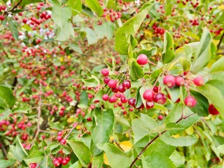 Obraz premium Red apples on a tree of the Siebold's crab (Malus toringo, syn. Malus sieboldii), Siebold's crabapple or Toringo crabapple. A species of crabapple native to eastern Asia, China, Japan, and Korea