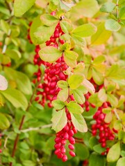 Berries of the Korean barberry (Berberis koreana) endemic to Korea. Ornamental bush with edible berries and medicinal use