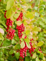 Berries of the Korean barberry (Berberis koreana) endemic to Korea. Ornamental bush with edible berries and medicinal use