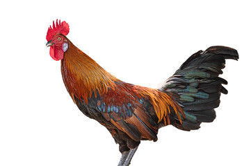 Rooster isolated on white background