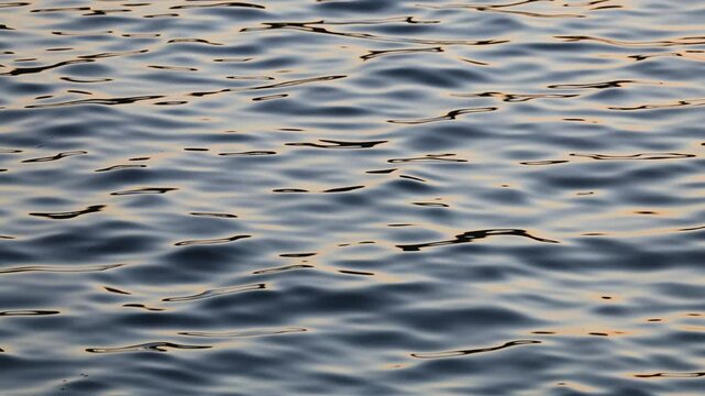 穏やかに波打つ水面 