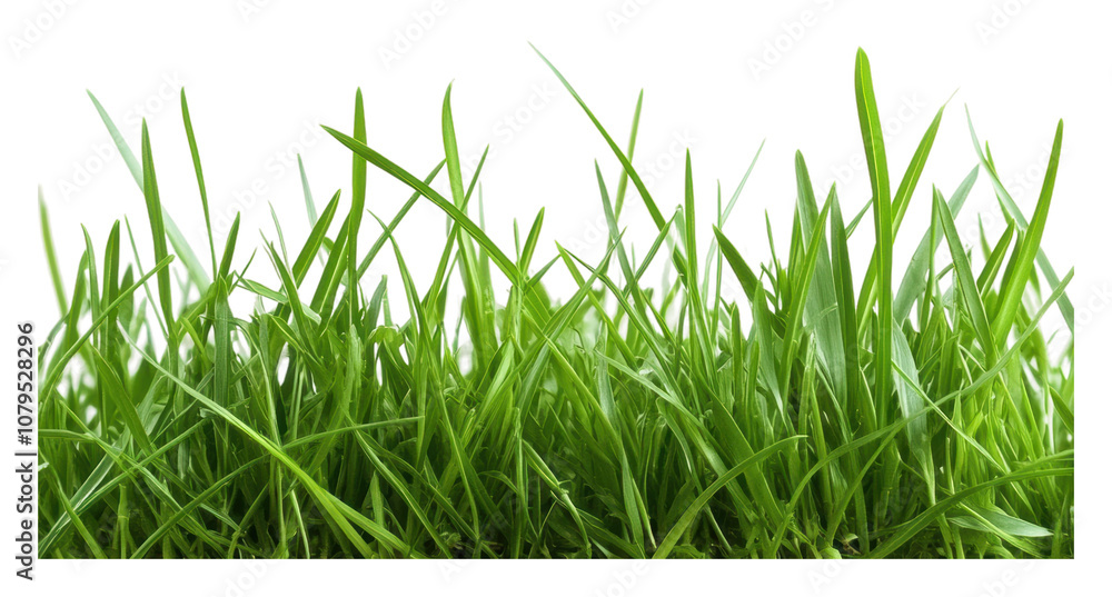 Wall mural PNG Sunny field with lush green grass