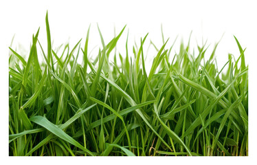 Fototapeta premium PNG Lush green grass blades growing in a sunny field