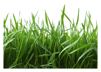 Obraz premium PNG Fresh green blades of grass in a sunny setting