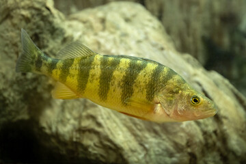 From the dock or boat, Yellow Perch (Perca flavescens) are always a fun sport fish to reel in. considered a panfish, many anglers like to cook and it this species. Controlled conditions
