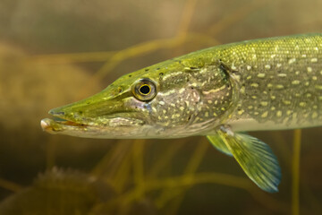 Profile of a Pike. Northern Pike (Esox lucius) swims by in deep cold green water. It slips through underwater vegetation and shows its spots, fins, and gills. Controlled conditions