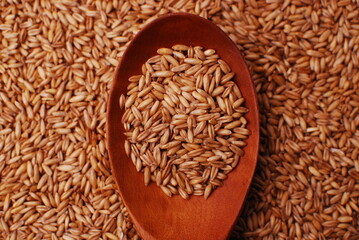 multigrain, kidney beans, beans on spoon, agriculture