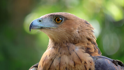 Obraz premium Eagle bird isolated with blur green bokeh background