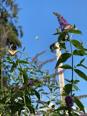 butterfly on a flower