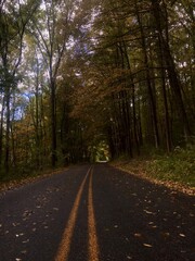 road in autumn forest