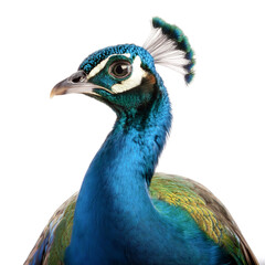 Obraz premium Peacock isolated on white background