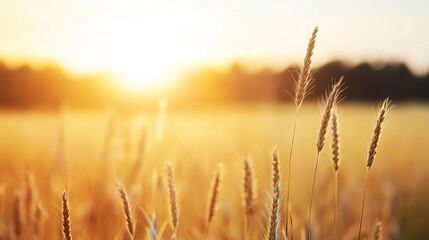 Obraz premium Sunlit meadow, diffused light, soft and dreamy, peaceful nature