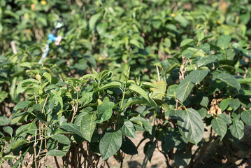 Gurmar plant (Gymnema inodorum) growing in organic garden, Medicine herbal plant for diabetes treatment