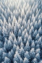 Fototapeta premium Aerial View of Frost-Covered Evergreen Forest in Winter