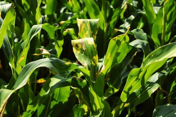 Obraz premium Close-Up View of Healthy Corn Leaves Highlighting Vibrant Green Coloration and Subtle Leaf Damage