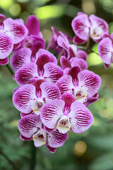 Pink Phalaenopsis orchids or moth orchids blooming in ornamental garden