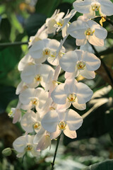 Obraz premium White Phalaenopsis orchids or moth orchids blooming in ornamental garden