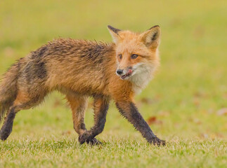 Red Fox In The Wild