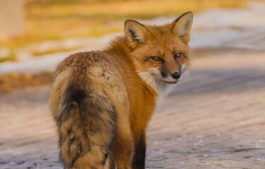 Red Fox (Vulpes)
