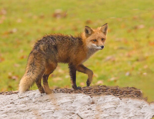 Red Fox In The Wild