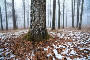 A tree trunk is surrounded by fallen leaves and snow
