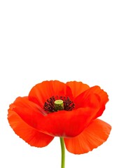 Vibrant bright red poppy flower with delicate petals isolated on a white background, bright, isolated