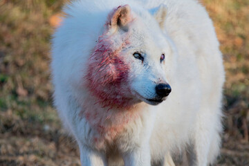 Obraz premium loup sauvage