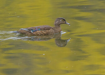 Female Wood Duck