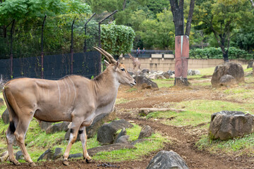 見つめるエランド