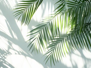 Tropical Palm Leaf Shadows on a White Background - Minimalist Summer Design.