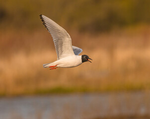 Bonaparte Gull In Flight