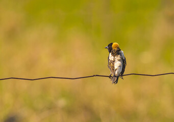 Bobolink Perched On A Wire