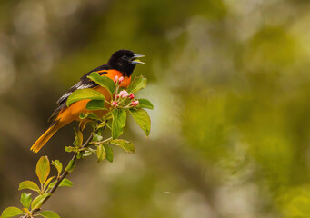 Oriole  On The Branch