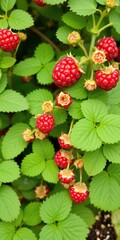 Vibrant raspberry plant with green leaves and ripe berries, perfect for summer harvest, fruit,...