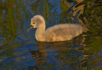 Swan In The Pond