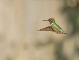 hummingbird in flight