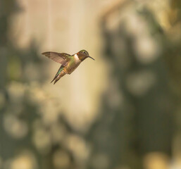Ruby-Throated Hummingbird In Mid Air © Leola