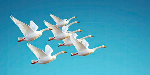 Obraz premium Animals pets migration concept. A formation of white birds flying gracefully against a clear blue sky.