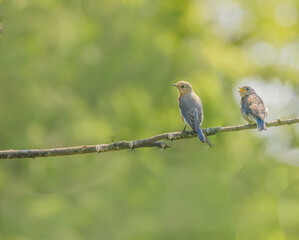 Female Bluebird With Young