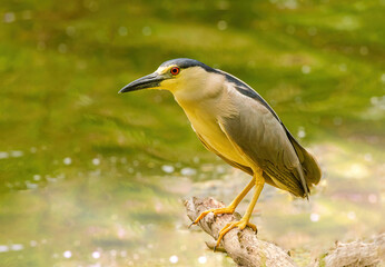 Night Heron Perching