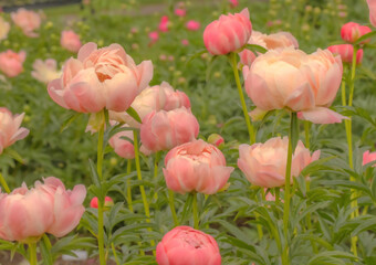 Peony Flower In Flull Bloom