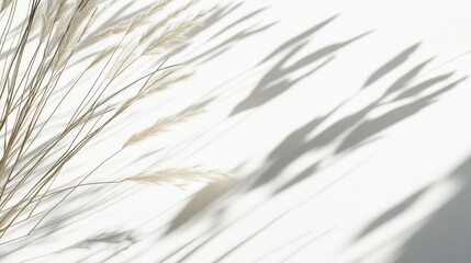 Fototapeta premium Abstract Minimalist White Background with Dried Grass and Shadows.