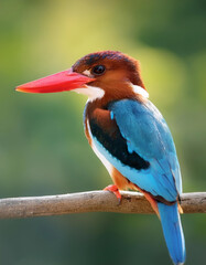 Kingfisher bird isolated with blur green bokeh background