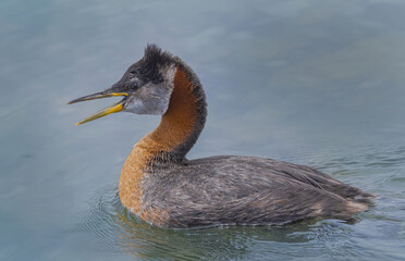 Red Necked Grebe With Bill Open
