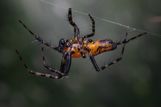 Aranha 