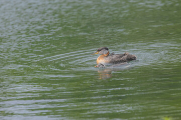 Red Necked Grebe Family