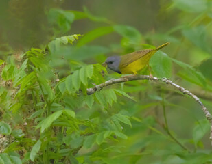 Mourning Warbler
