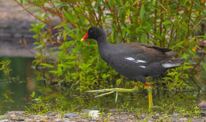 Gallinule On The Edge Of The Water